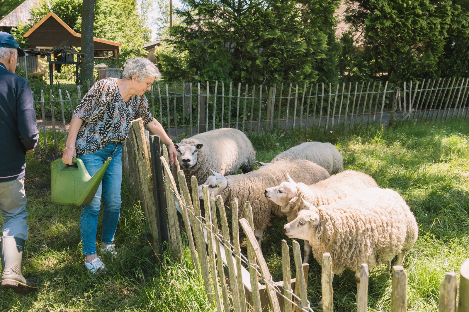 Even de schapen aandacht geven